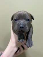 Maya, a female American Pit Bull Terrier for sale in Milan, TN – 2 of 4