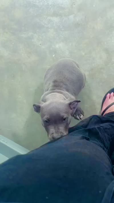 Minni , a female American Pit Bull Terrier for sale in Milan, TN – 4 of 4