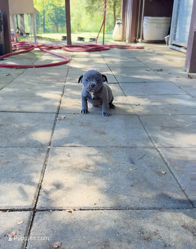 Blue star  – American Pit Bull Terrier puppy for sale in Milan, TN