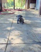 Blue star , a female American Pit Bull Terrier for sale in Milan, TN – 1 of 3