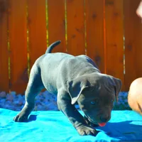 Lucy, a female American Pit Bull Terrier for sale in Milan, TN – Photo 3 of 4