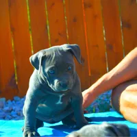 Lucy, a female American Pit Bull Terrier for sale in Milan, TN – Photo 4 of 4