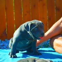 Lucy, a female American Pit Bull Terrier for sale in Milan, TN – Photo 2 of 4