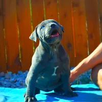 Lucy, a female American Pit Bull Terrier for sale in Milan, TN – Photo 1 of 4