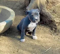 Zion, a male American Bully and American Pit Bull Terrier for sale in Milan, TN – Photo 2 of 4