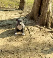 Zion, a male American Bully and American Pit Bull Terrier for sale in Milan, TN – Photo 3 of 4