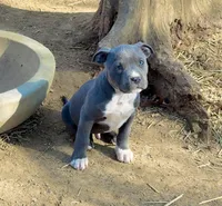 Zion, a male American Bully and American Pit Bull Terrier for sale in Milan, TN – Photo 1 of 4