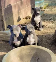 Zion, a male American Bully and American Pit Bull Terrier for sale in Milan, TN – Photo 4 of 4