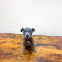 Saphire, a female American Pit Bull Terrier for sale in Milan, TN – Photo 2 of 2