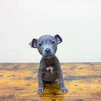 Saphire, a female American Pit Bull Terrier for sale in Milan, TN – Photo 1 of 2