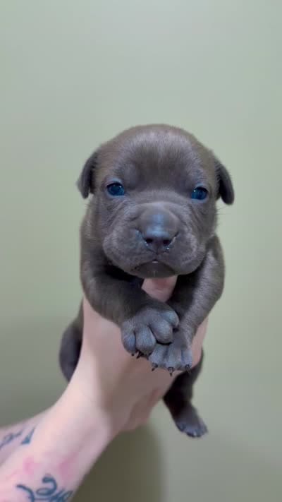 Maya, a female American Pit Bull Terrier for sale in Milan, TN – 3 of 4