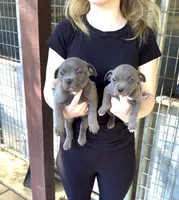 Blue star , a female American Pit Bull Terrier for sale in Milan, TN – 3 of 3