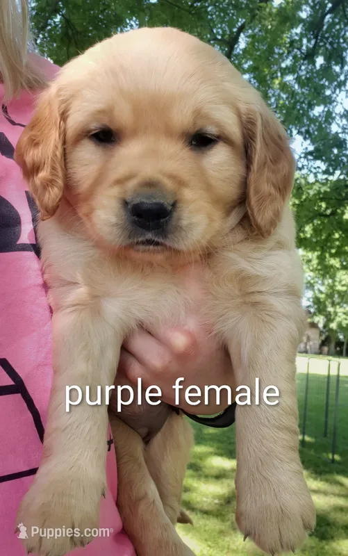 Gabby – Golden Retriever puppy for sale in Taopi, MN