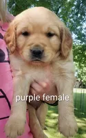 Gabby, a female Golden Retriever for sale in Taopi, MN – 1 of 4