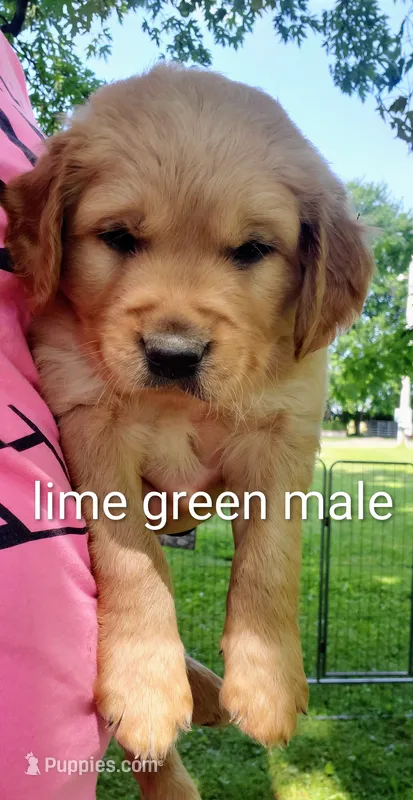 Gus – Golden Retriever puppy for sale in Taopi, MN