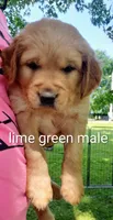Gus, a male Golden Retriever for sale in Taopi, MN – 1 of 4