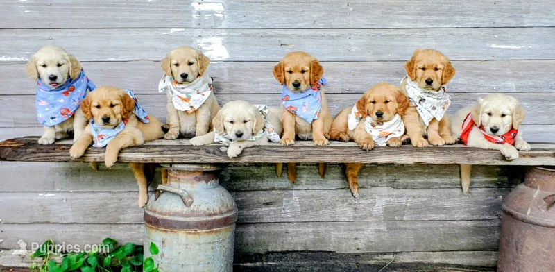 Gunner – Golden Retriever puppy for sale in Taopi, MN