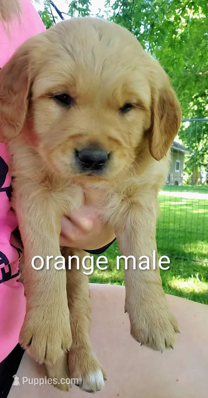Gil – Golden Retriever puppy for sale in Taopi, MN