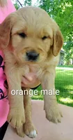 Gil, a male Golden Retriever for sale in Taopi, MN – 1 of 4