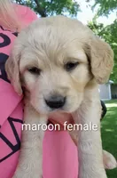 Gentry, a female Golden Retriever for sale in Taopi, MN – 5 of 8
