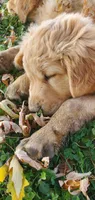 Manly, a male Golden Retriever for sale in Taopi, MN – 5 of 5