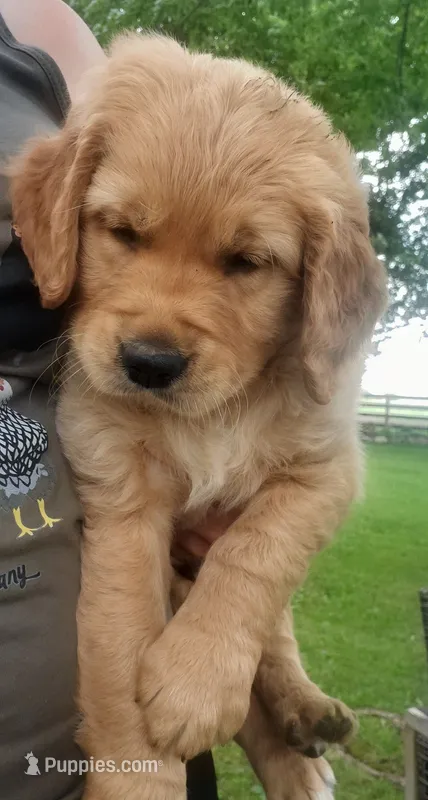 Grizz – Golden Retriever puppy for sale in Taopi, MN