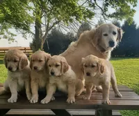 Connor, a male Golden Retriever for sale in Taopi, MN – 2 of 3