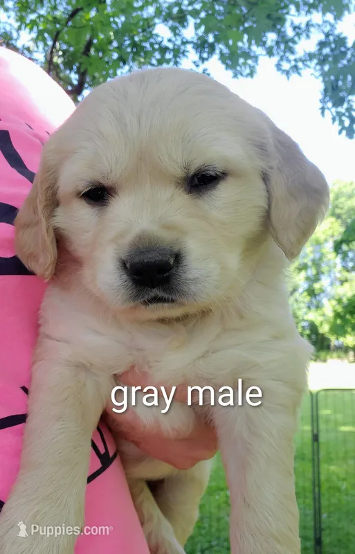 Garth – Golden Retriever puppy for sale in Taopi, MN