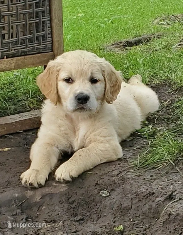 Garth – Golden Retriever puppy for sale in Taopi, MN