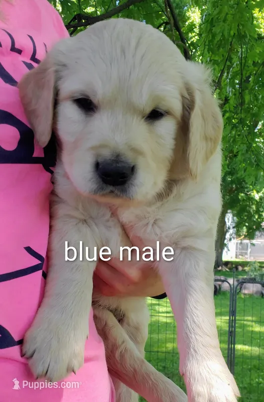 Gunner – Golden Retriever puppy for sale in Taopi, MN