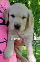 Gunner, a male Golden Retriever for sale in Taopi, MN – 1 of 4