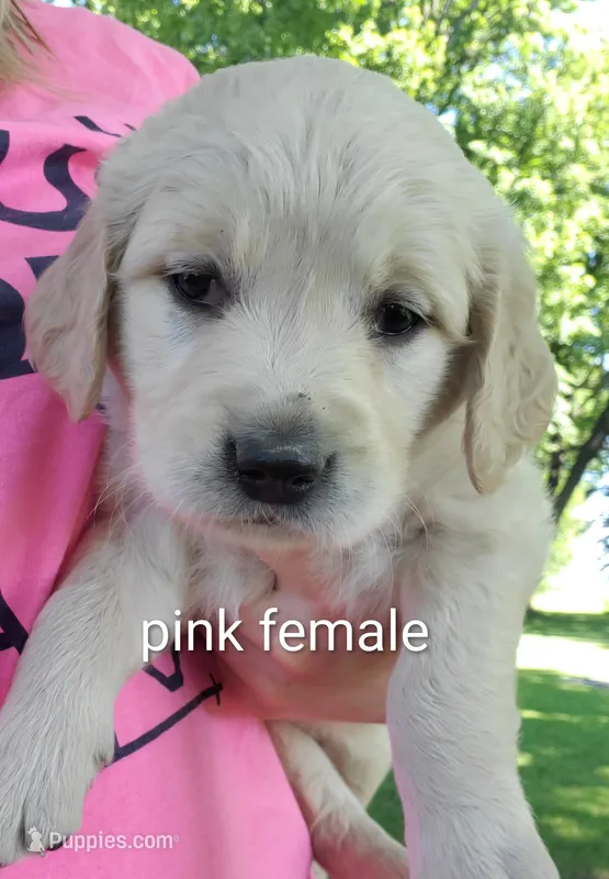 Gemma – Golden Retriever puppy for sale in Taopi, MN