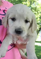 Gemma, a female Golden Retriever for sale in Taopi, MN – 1 of 4