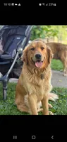 Gemma, a female Golden Retriever for sale in Taopi, MN – 2 of 4