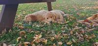 Manly, a male Golden Retriever for sale in Taopi, MN – 4 of 5