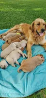 Gabby, a female Golden Retriever for sale in Taopi, MN – 4 of 4