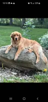 Gemma, a female Golden Retriever for sale in Taopi, MN – 3 of 4