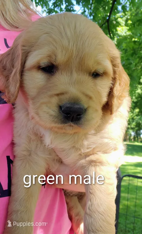 Grizz – Golden Retriever puppy for sale in Taopi, MN