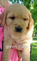 Grizz, a male Golden Retriever for sale in Taopi, MN – 1 of 4