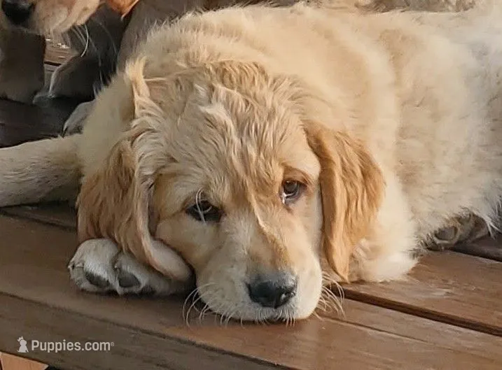 Connor – Golden Retriever puppy for sale in Taopi, MN