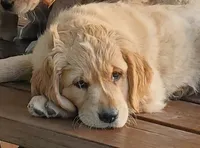 Connor, a male Golden Retriever for sale in Taopi, MN – 1 of 3