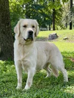 Happy, a female Golden Retriever for sale in Oxford, NC – 4 of 5