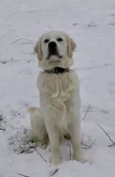 Bear, a male English Cream Golden Retriever for sale in North Carolina, NC – 4 of 5