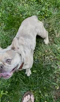 Cupcake, a female Boston Terrier and French Bulldog for sale in North Carolina, NC – 7 of 9