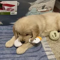 Valentine, a female Golden Retriever for sale in North Carolina, NC – Photo 3 of 8