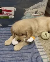 Valentine, a female Golden Retriever for sale in North Carolina, NC – Photo 3 of 8