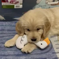 Valentine, a female Golden Retriever for sale in North Carolina, NC – Photo 1 of 8