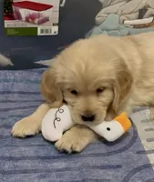 Valentine, a female Golden Retriever for sale in North Carolina, NC – Photo 1 of 8