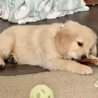 Valentine, a female Golden Retriever for sale in North Carolina, NC – Photo 2 of 8