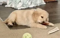 Valentine, a female Golden Retriever for sale in North Carolina, NC – Photo 2 of 8